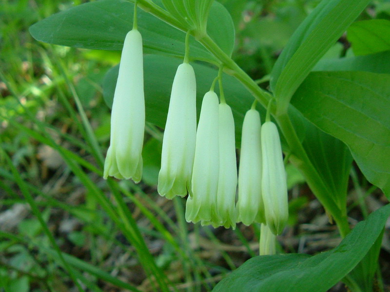 Polygonatum odoratum / Sigillo di Salomone comune